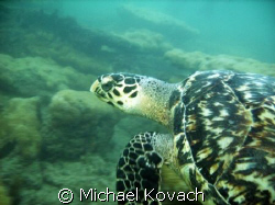 Turtle on the Inside Reef at Lauderdale by the Sea by Michael Kovach 